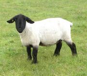 Suffolk-Sheep.jpg