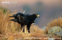 Verreauxs-eagle-on-the-ground.jpg