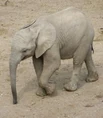 African Bush Elephant Calf.jpg (11 KB)