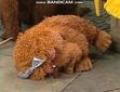 Alice falls asleep after demonstrating near and far