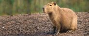 Capybara as Ampelosaurus