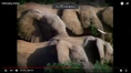 Elephants Munching.png (1.33 MB)