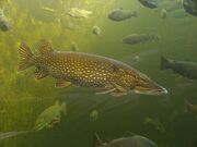 Esox Lucius.jpg