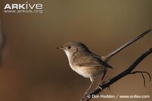Female-white-winged-fairy-wren.jpg