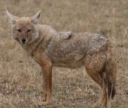 Golden jackal small