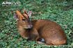 Reeves' Muntjac