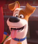 Max (Secret Life of Pets) as Max the Sheepdog
