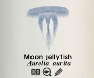 Moon Jellyfish E