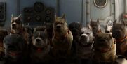 Muntz's Dogs as Wolves