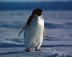 Adelie Penguin