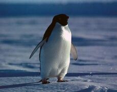 Penguin.jpg