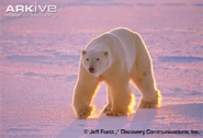 Polar-bear.jpg (58 KB)