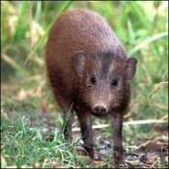 Pygmy Hog