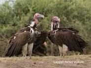 Two Red Headed Vultures