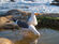 Western Gull