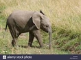 Young Masai Elephant.jpg (11 KB)