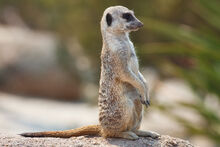 1280px-Meerkat feb 09.jpg