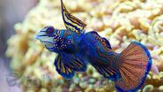 252 green-mandarin-dragonet 1