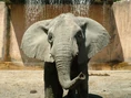 African Elephant (Lisbon Zoo).jpg (352 KB)