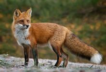 American Red-Fox.jpg