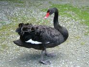 Black swan cygnus atratus 14-08-05
