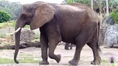 Disney's Animal Kingdom Elephant.png (1,008 KB)