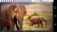 Elephant, African Bush (World Wildlife Fund).png (868 KB)