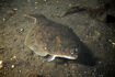 Flatfish