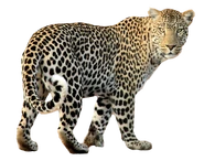Henry's Amazing Animals Leopard.png (2 MB) African Leopard