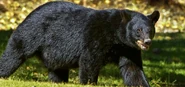 Louisiana Black Bear.png (1.03 MB) American Black Bear
