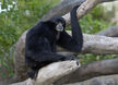 Siamang