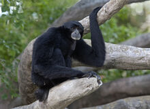 Siamang Miami Zoo.jpg