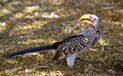 Yellow-Billed Hornbill - Carnival of the Animals, Aviary, Saint Saëns