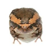 220px-ChubbyFrog 03.jpg