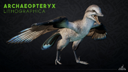 Archaeopteryx lithographica