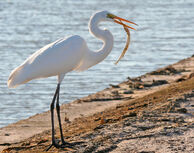 Ardea alba.jpg