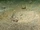 Windowpane Flounder