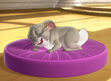 Clover (Sofia the First) sleeping