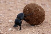 Dung-beetle.jpg