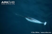 Male-narwhal-swimming-at-surface.jpg