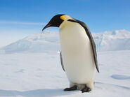 Emperor Penguin as Professor Utonium