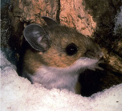 Peromyscus maniculatus.jpg