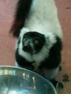 Philedelphia Zoo Ruffed Lemur