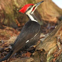 Pileated Woodpecker The Parody Wiki Fandom