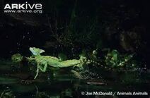 Plumed basilisk.jpg