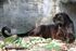 Saber-black-leopard Big Cat Rescue Credit