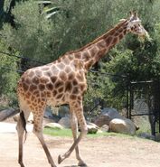 Santa Barbra Zoo Rothschild's Giraffe