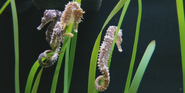 Toledo Zoo Seahorses