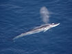 Fin Whale