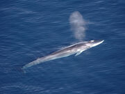 Whale, fin.jpg